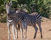 Zebra Mother with Foal