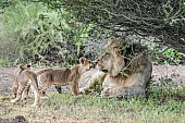 Lion Cubs with Big Male Lion