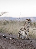 Male Cheetah at Dusk