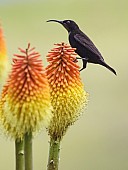 Amethyst Sunbird on Red Hot Poker