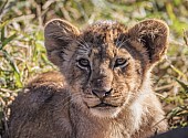 Lion Cub Making Eye Contact