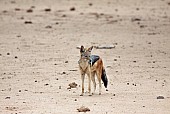 Black-backed Jackal, Three-Quarter View