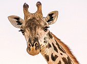 Ruaha Giraffe, Close-Up