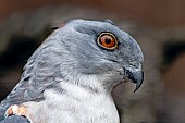 African cuckoo-hawk close-up