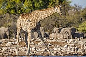 Giraffe Raising Head while Drinking