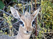 Damara Dik-Dik