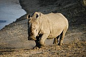 White Rhino Arriving at Waterhole