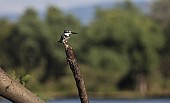 Pied Kingfisher