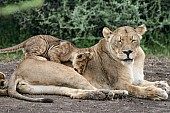 Lion Cub Clambering over Mother