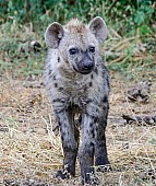 Hyena Cub