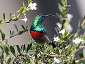 Southern Double-collared Sunbird