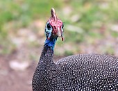 Helmeted Guineafowl, head and neck view