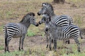 Zebra Group