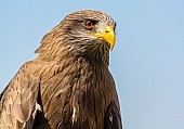 Close-up of Yellow-billed kite