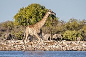 Giraffe at Water's Edge