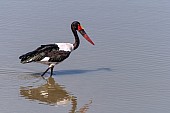 Female Saddle-billed Stork