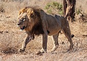 Male Lion Stepping Through Open Grassland