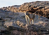 Chacma Baboon