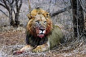 Male Lion Lying Down After Feeding