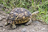 Leopard Tortoise