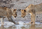 Young Lions Facing Off