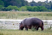 Hippo on River Banks