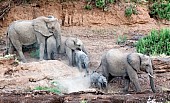 Elephants Negotiating River Bank
