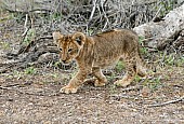 Cute Lion Cub with Huge Paws