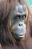 Captive Orangutan