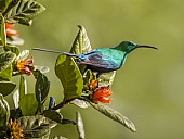 Malachite Sunbird on Wild Pomegranate