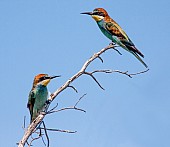 European Bee-eaters perching on twig