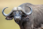Buffalo Bull, Eye Contact