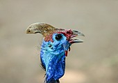 Helmeted Guineafowl, Profile Close-up