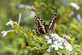 Citrus Swallowtail Butterfly