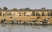 Wide View of Zebra Herd on Edge of Dam