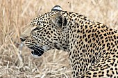 Leopard, Sabi Sand Game Reserve