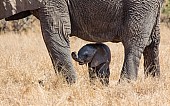 Elephant Baby and Mother