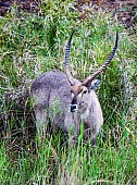 Waterbuck in Long Grass