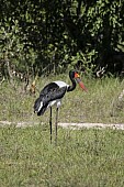 Saddle-billed Stork