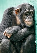 Chimpanzee Huddled Against Wall