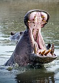 Hippo in Pool with Mouth Open