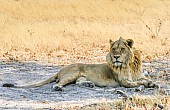 Young Male Lion