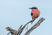 Carmine Bee-eater on Tree Stump