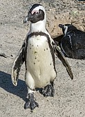 African Penguin