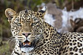 Big Male Leopard