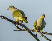 African Green-Pigeon