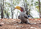 Southern Yellow-billed Hornbill, Bird's Eye View