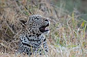 Curious Leopard