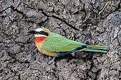 White-fronted Bee-eater