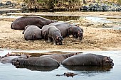 Hippopotamus, Kruger Park
